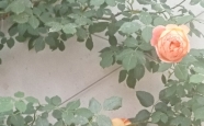 ӽ