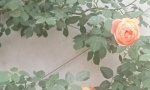ӽ