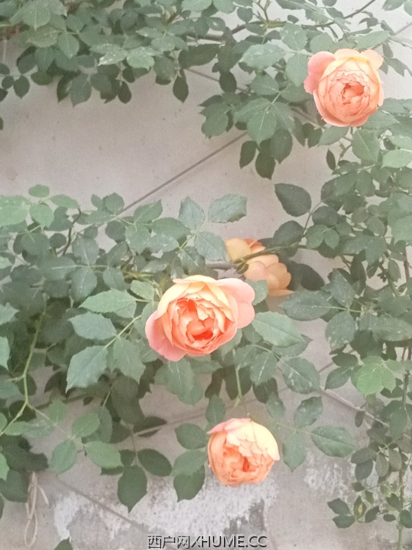 IMG_20250427_191041.jpg